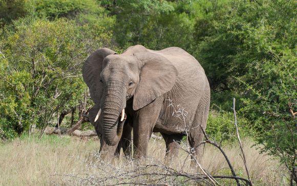 7 night safari