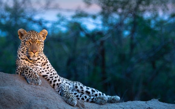 12 night safari