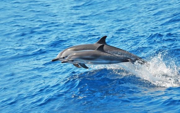 Your optional excursions and extras