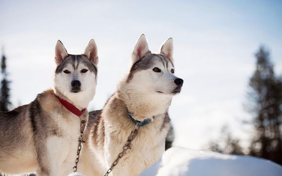Visit to a husky farm with sleigh ride and lunch (excludes drinks)