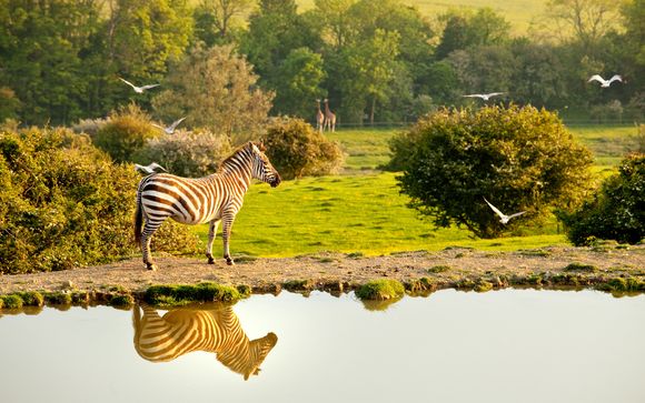 Elephant Lodge at the Port Lympne Reserve & Howletts Wild Animal Park 4* - Kent - Up to -70% | Voyage Privé Elephant Lodge at the Port Lympne Reserve & Howletts Wild Animal Park 4* - Kent - Up to -70% | Voyage Privé
