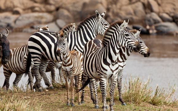 Your Safari