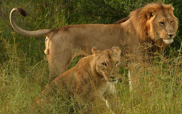Your Safari