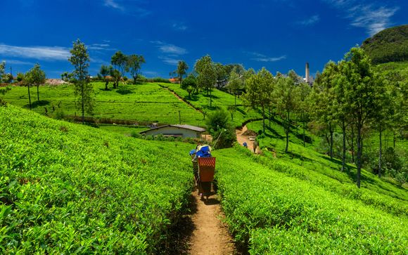 Private Tour of Sri Lanka & Optional Beach Extension