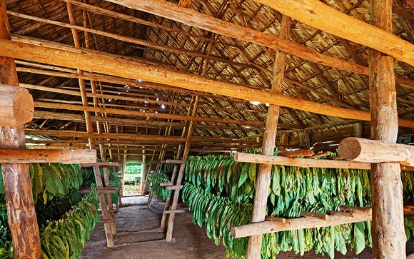 Your Optional Excursions