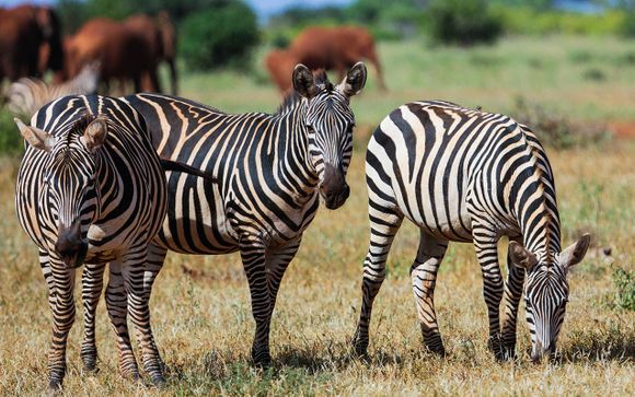 Your Safari Itinerary