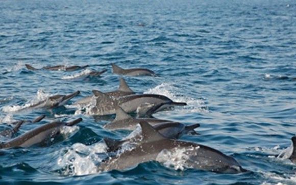 Your Optional Excursions