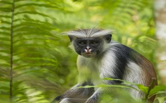 Your Optional Excursions