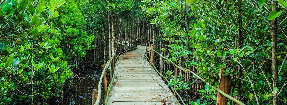 Jungle Park Tenerife - entradas y hoteles