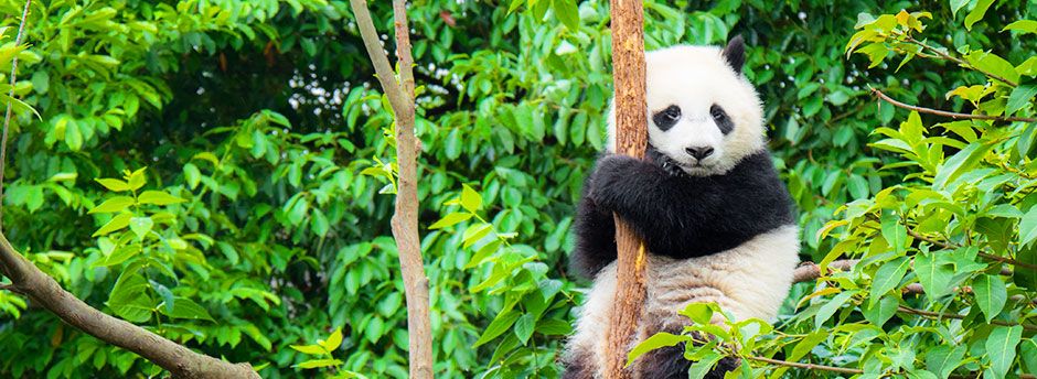 Zoo de Beauval : Votre Hôtel et séjour jusqu'à -70%