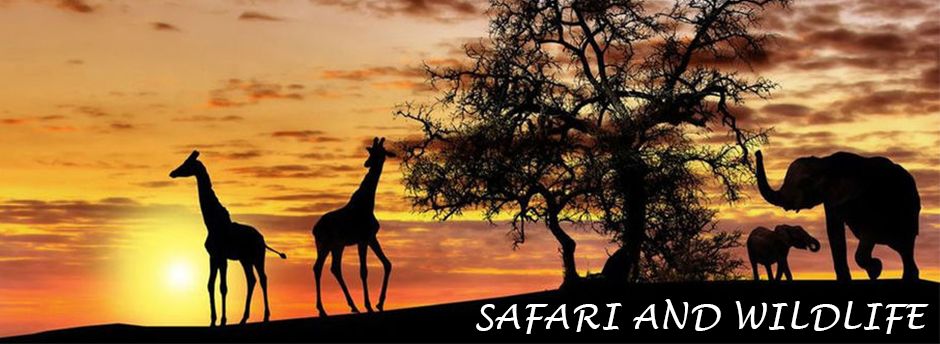Kenya Safari Holidays